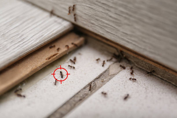 Best Commercial Pest Control Services  in Cornelius, NC