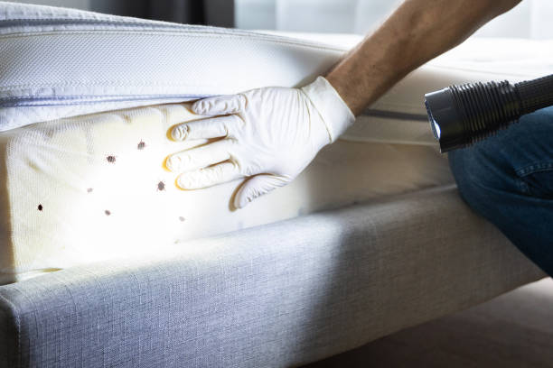 Trusted Cornelius, NC Pest Control Experts