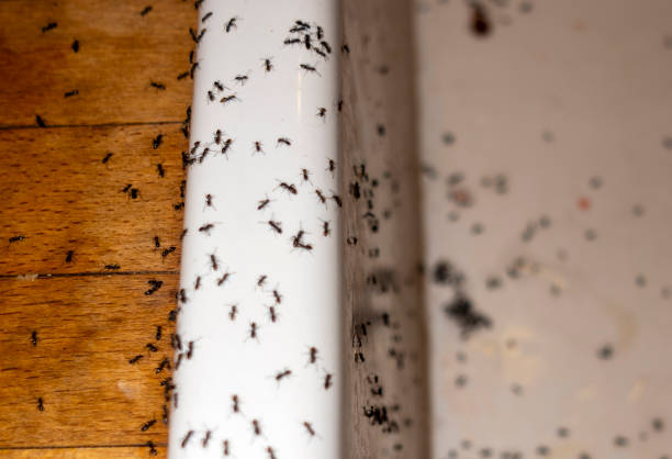 Best Emergency Pest Control  in Cornelius, NC