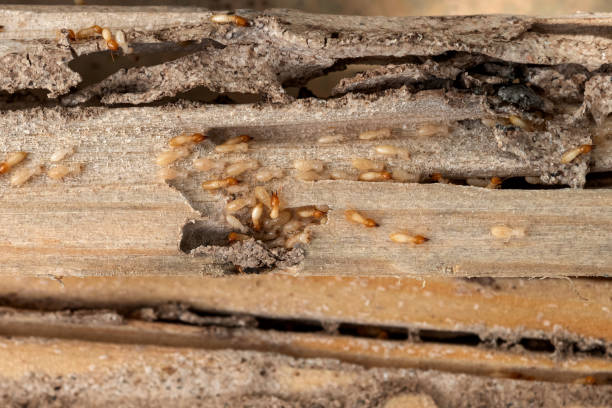 Best Affordable Pest Control Services  in Cornelius, NC