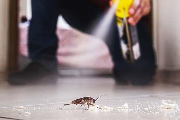 Best Affordable Pest Control Services  in Cornelius, NC