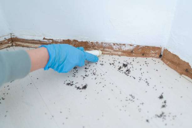 Flea Control Services in Cornelius, NC